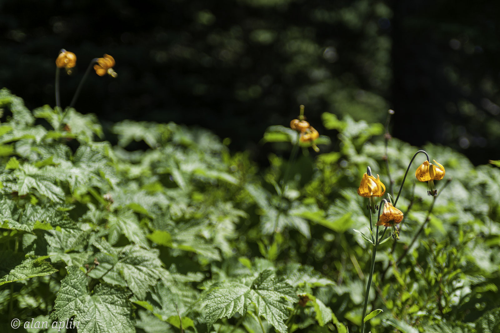 LittleHuckleBerry-111.jpg