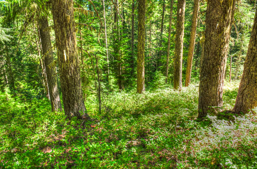 Little Huckleberry Trail 2013