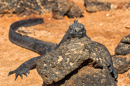 Galápagos Islands