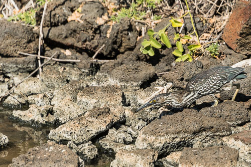 Santa Cruz Island