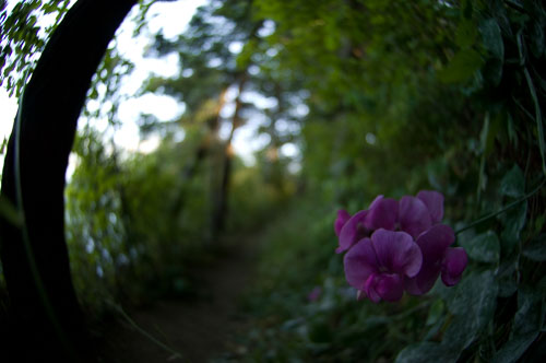 WaunaLake20080719550.jpg